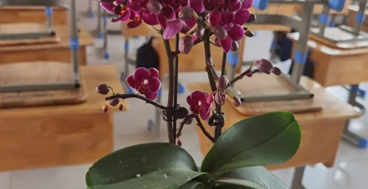 中学学校教室讲台兰花绿植课桌