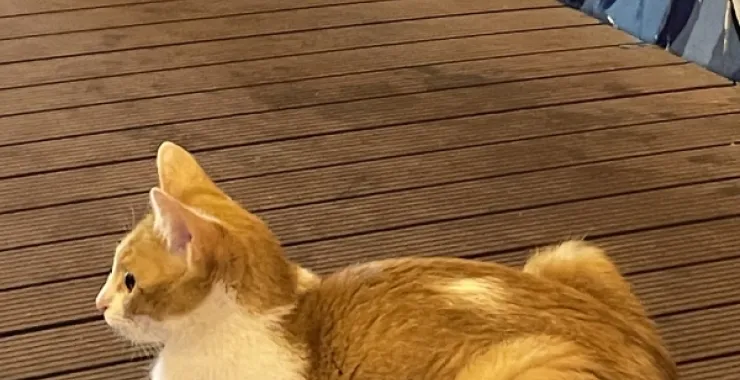 广西北海侨港风情街小猫小橘猫动物