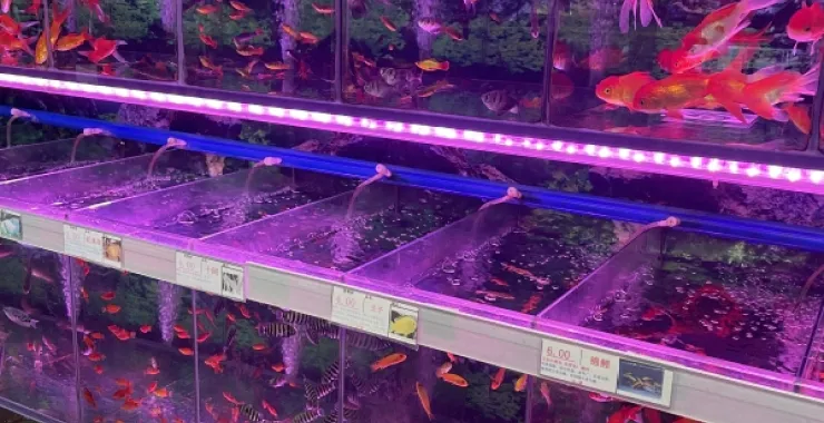 广西北海小金鱼观赏鱼缸