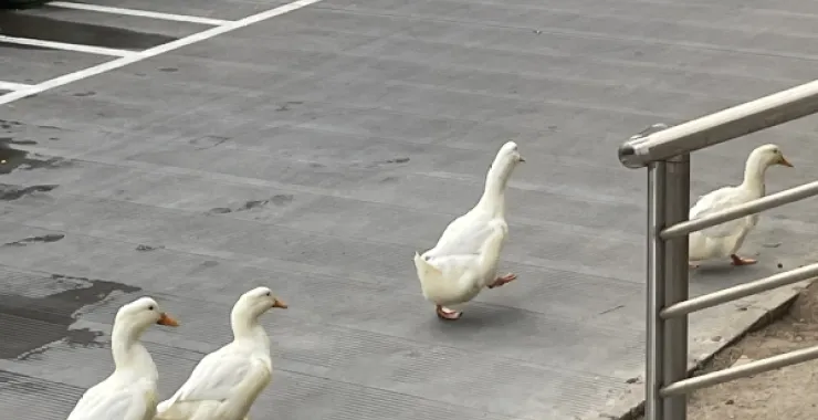 广西北海大学鸭子