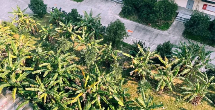广西北海北海艺术设计学院大学寝室绿植学校