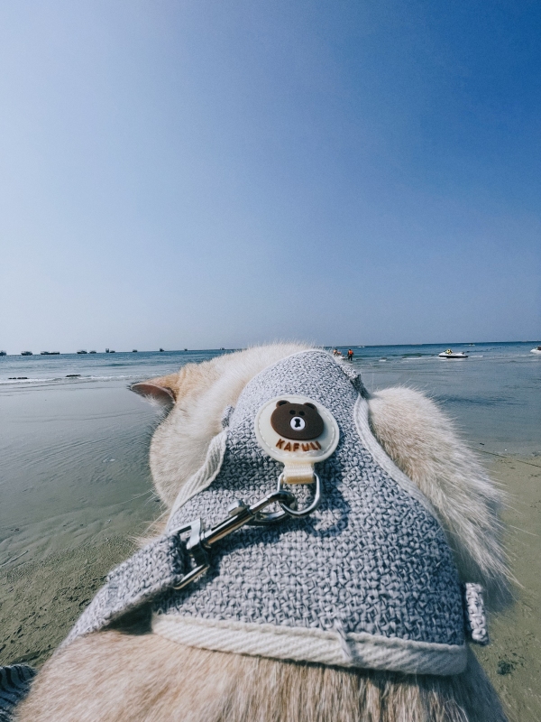 广西北海 海边 沙滩 日落 晚霞 猫动物特写