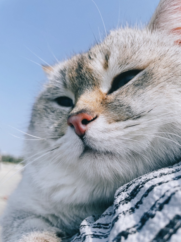 广西北海 海 沙滩 日落 晚霞 猫动物特写