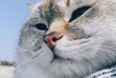 广西北海 海 沙滩 日落 晚霞 猫动物特写