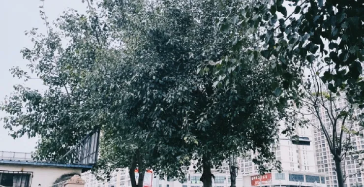 广西北海路边汽车摩托车电瓶车街道街边