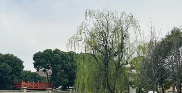 公园春天景色柳树风景春色蓝天白云