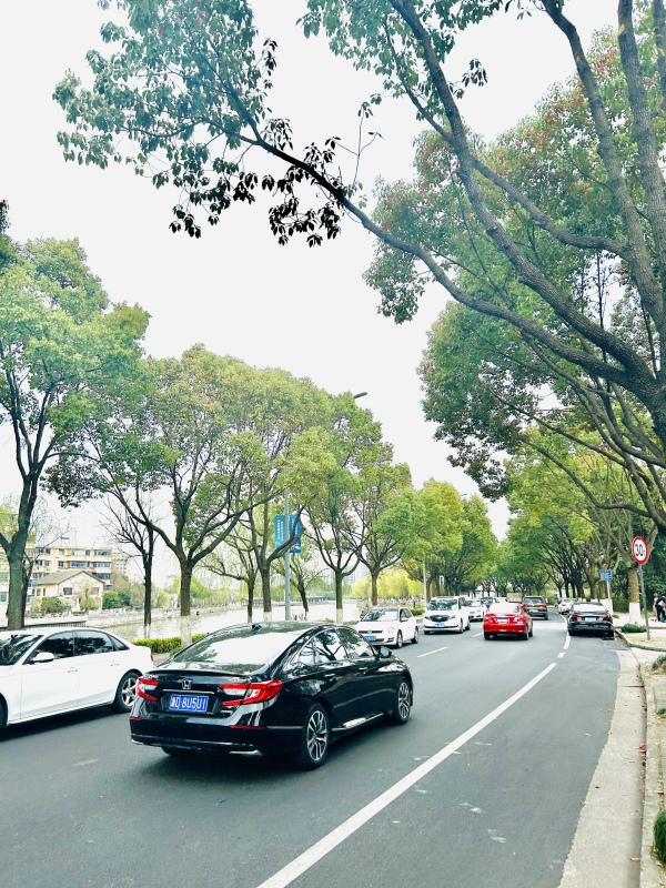 春天城市马路车辆汽车树木街道街景春色道路交通
