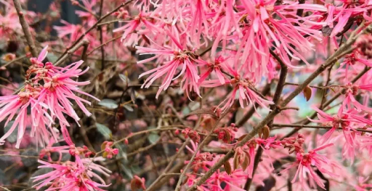 继木花植物春天春色花卉红花