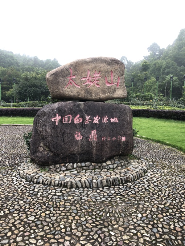 福建太姥山中国白茶发源地石头