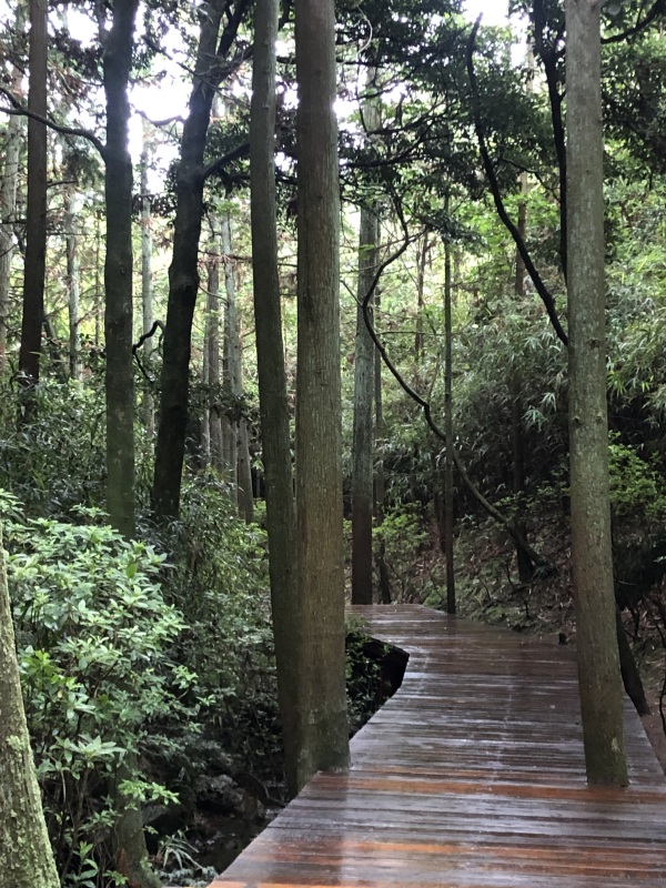 福建太姥山大山大树步道爬山