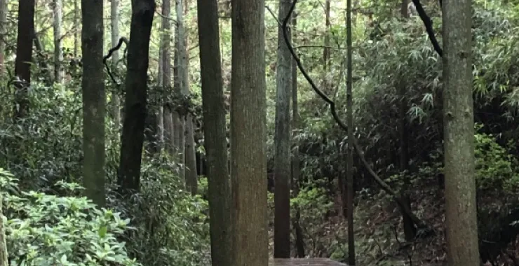 福建太姥山大山大树步道爬山