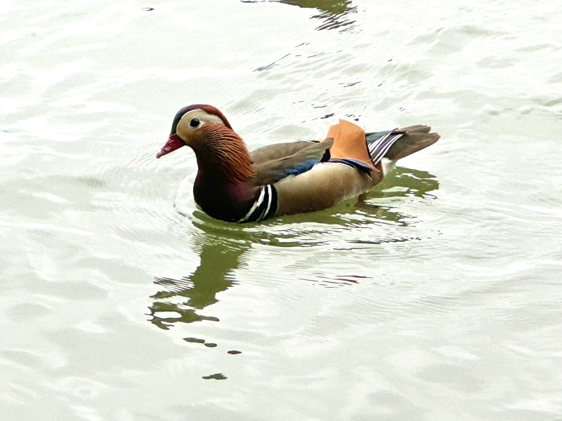 杭州西湖风景区鸳鸯戏水河水湖水