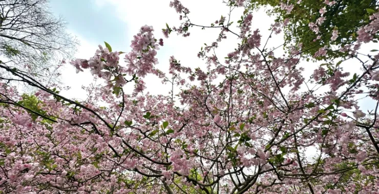 杭州西湖风景区春天纯色桃花樱花公园