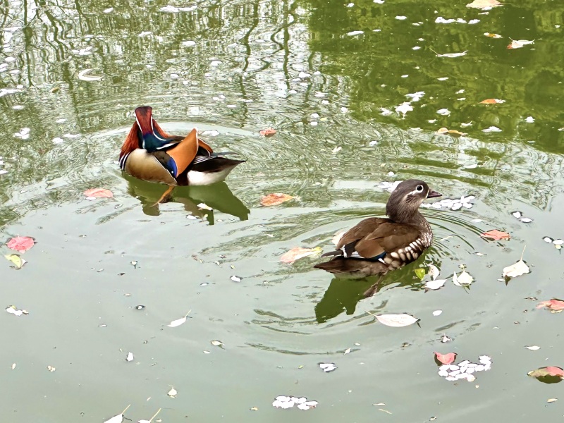 杭州西湖风景区鸳鸯戏水河水湖水