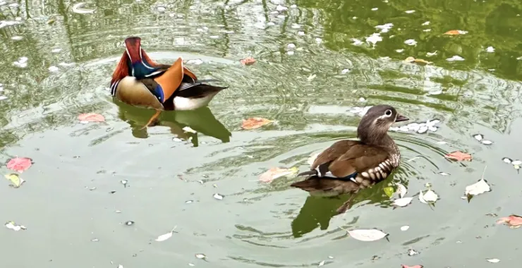 杭州西湖风景区鸳鸯戏水河水湖水
