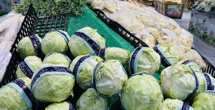 超市生鲜购物蔬菜卷心菜