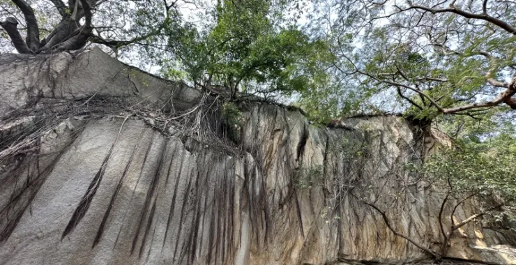厦门鼓浪屿老房子别墅建筑老树围墙