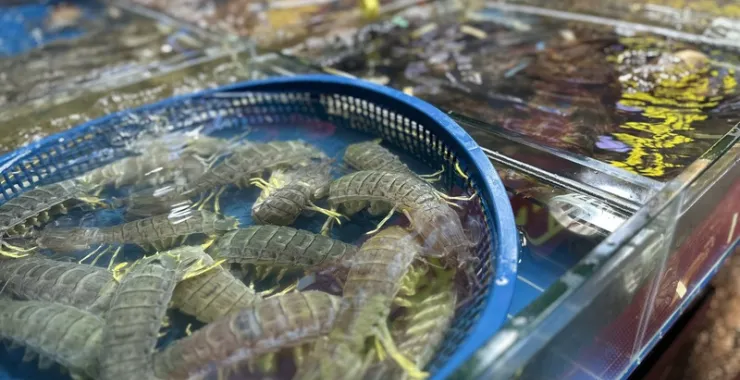 厦门八市美食海鲜水果特产网红打卡宵夜虾姑