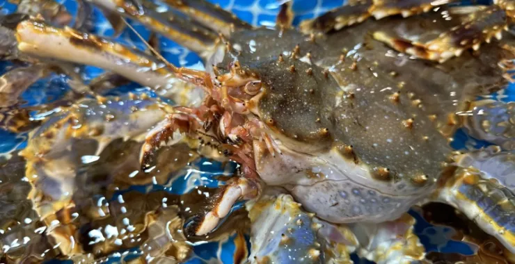 厦门八市美食海鲜水果特产网红打卡宵夜