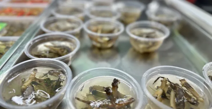 厦门八市美食海鲜水果特产网红打卡宵夜土笋冻