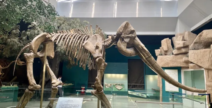 古代大象化石标本展览参观