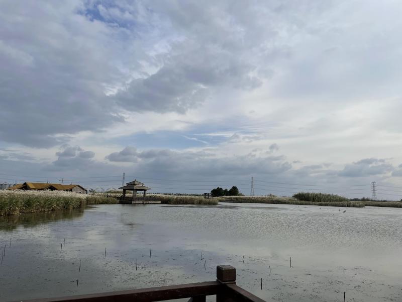 芦苇荡杭州湾湿地公园旅游蓝天白云游玩亲子游