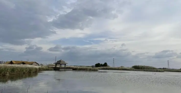 芦苇荡杭州湾湿地公园旅游蓝天白云游玩亲子游