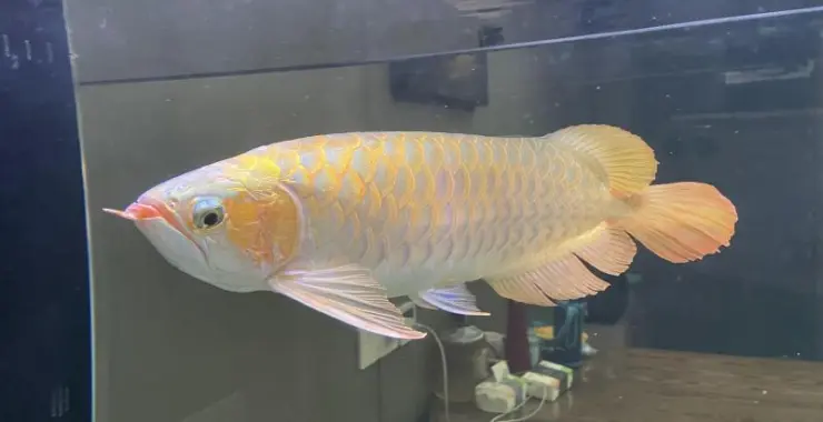 龙鱼
