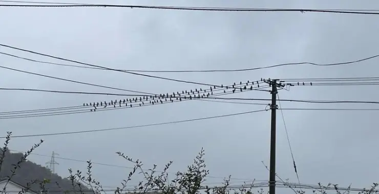 电线杆上的麻雀鸟