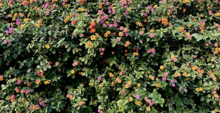 厦门鲜花花朵公园绿植春天春色