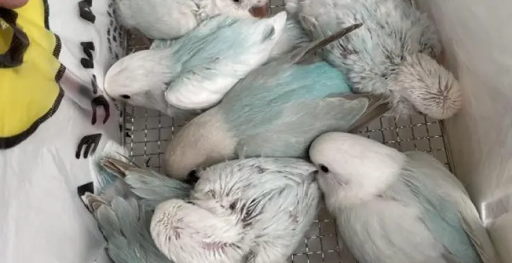 一堆牡丹鹦鹉鸟类