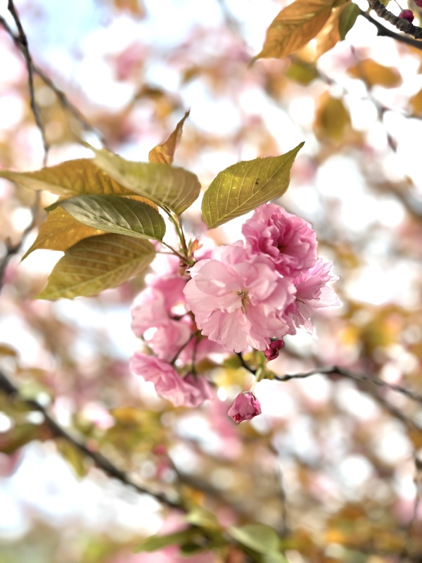 春天春季樱花赏花春色花卉鲜花桃花