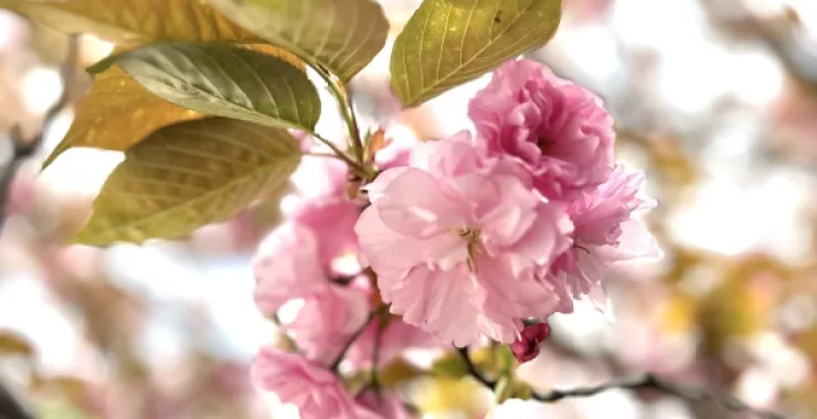 春天春季樱花赏花春色花卉鲜花桃花