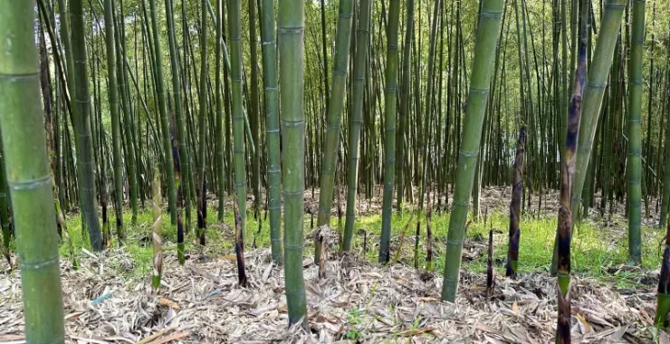 竹林竹笋春天绿色植物春笋毛竹山里山间农家农村