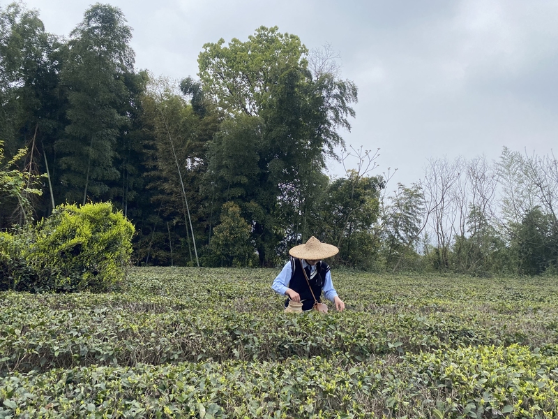 绍兴东湖景区标注景区拍照打卡点旅游郊游亲子游采茶新茶茶叶劳动