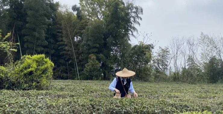 绍兴东湖景区标注景区拍照打卡点旅游郊游亲子游采茶新茶茶叶劳动