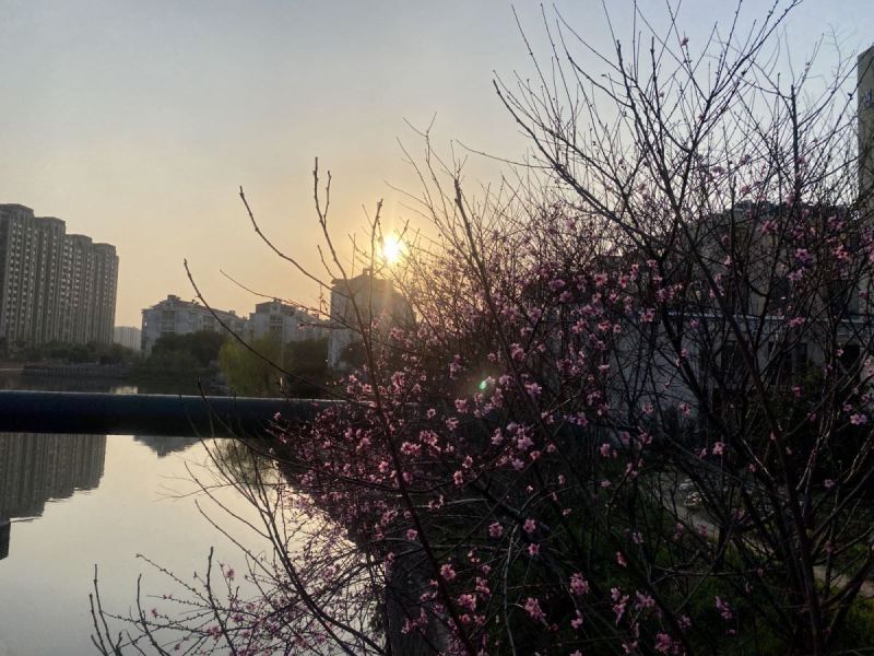 春天的花春色大树花卉落日日出