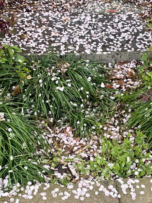 春天的花春色大树花卉草地满地花瓣