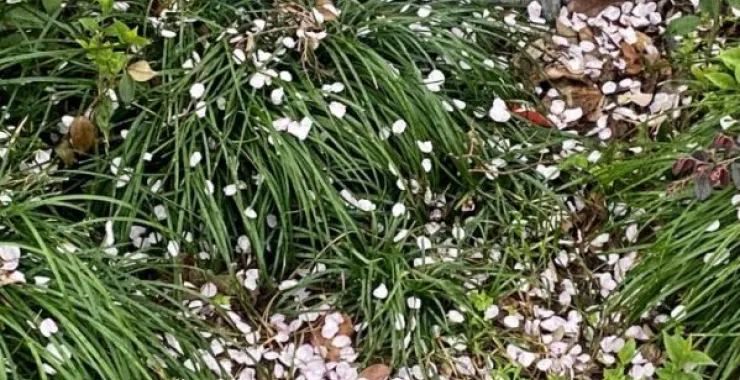春天的花春色大树花卉草地满地花瓣