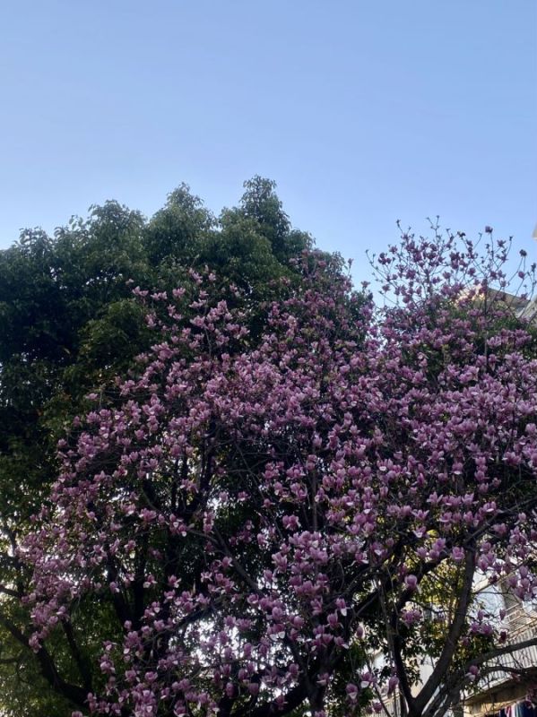 春天的花春色大树花卉