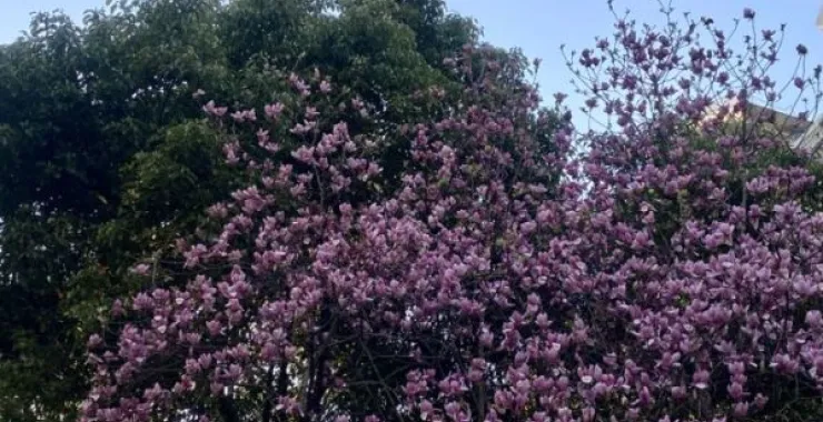 春天的花春色大树花卉