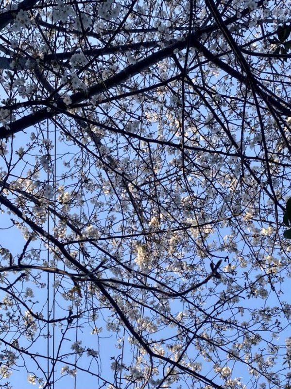春天的花春色大树花卉