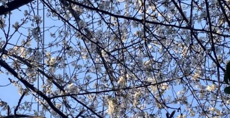 春天的花春色大树花卉