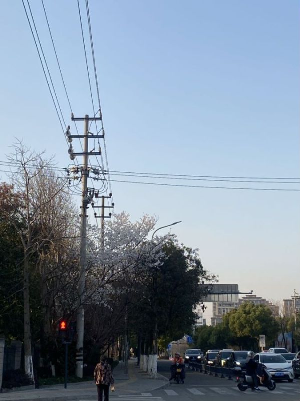 春天的花城市交通汽车街道路人摩托车电线杆斑马线红绿灯过马路