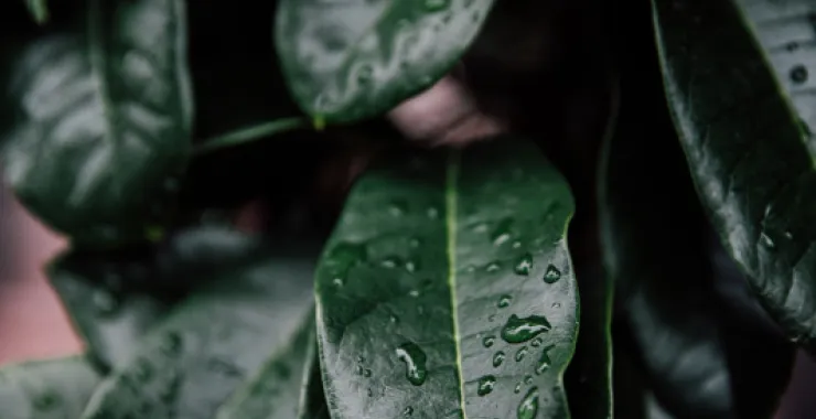 余姚下雨天露水植物叶子烟雨蒙蒙清晨小雨绿植绿色植物树