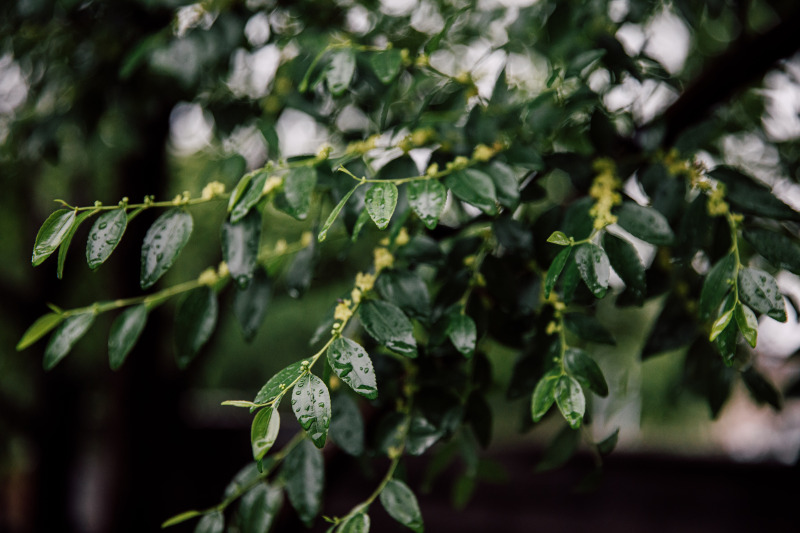余姚下雨天露水植物叶子烟雨蒙蒙清晨小雨绿植绿色植物树