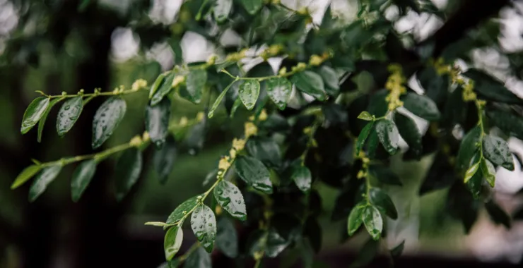 余姚下雨天露水植物叶子烟雨蒙蒙清晨小雨绿植绿色植物树