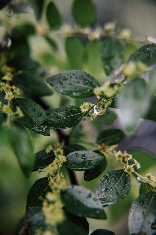 余姚下雨天露水植物叶子烟雨蒙蒙清晨小雨绿植绿色植物树