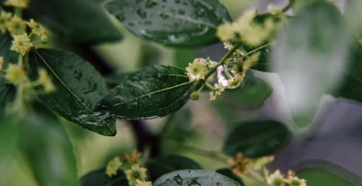 余姚下雨天露水植物叶子烟雨蒙蒙清晨小雨绿植绿色植物树