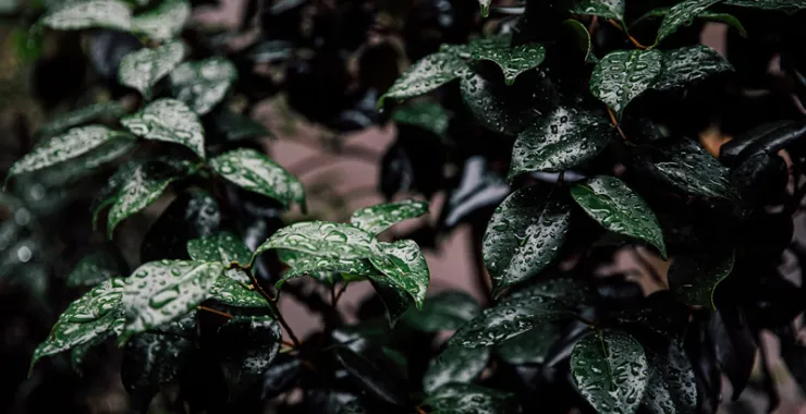 余姚下雨天露水植物叶子烟雨蒙蒙清晨小雨绿植绿色植物树